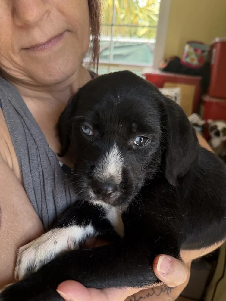 A baby small-sized female Tricolor (Brown, Black, & White) Terrier dog named Lunaria for adoption in Lakeland, FL