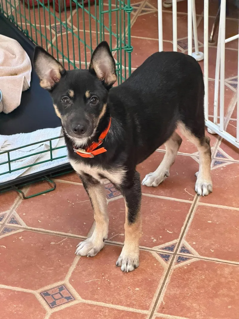 A baby medium-sized female German Shepherd Dog dog named Holly for adoption in Greeneville, TN