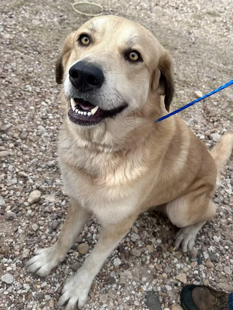 An adult large-sized male Great Pyrenees dog named Joey for adoption in Edna, TX