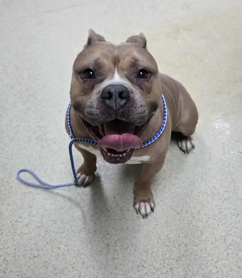 An adult large-sized male Yellow / Tan / Blond / Fawn Pit Bull Terrier dog named Harley for adoption in Freeport, IL