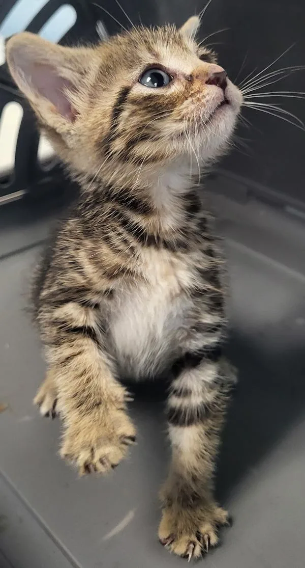 A baby small-sized female Domestic Short Hair cat named Kc for adoption in Lawrenceville, GA