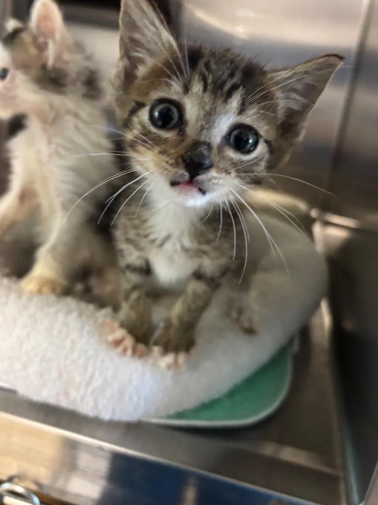 A baby large-sized female Domestic Short Hair cat named Rose for adoption in Metter, GA
