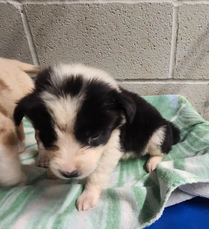 A baby medium-sized female Shepherd dog named Radiance for adoption in Athens, AL