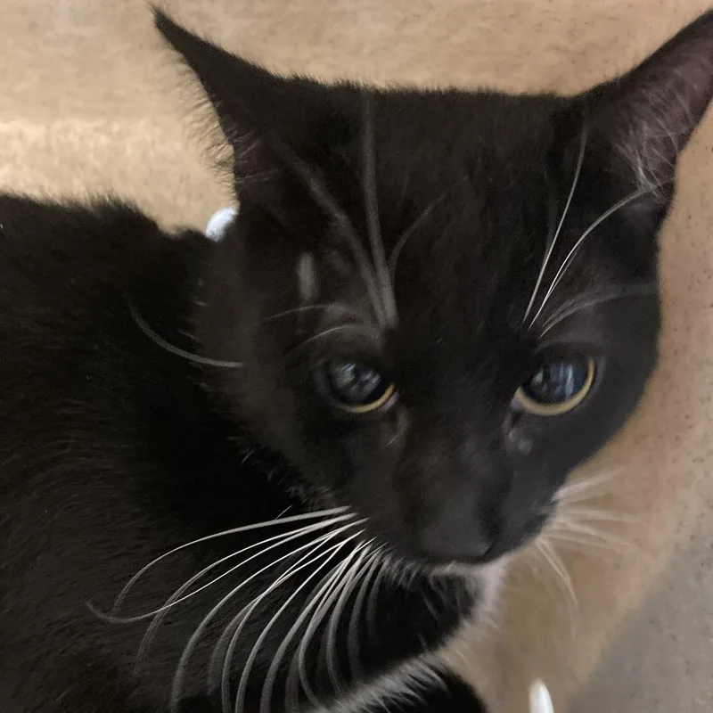 A young medium-sized male Black Domestic Short Hair cat named Soxy Boy for adoption in Philadelphia, PA
