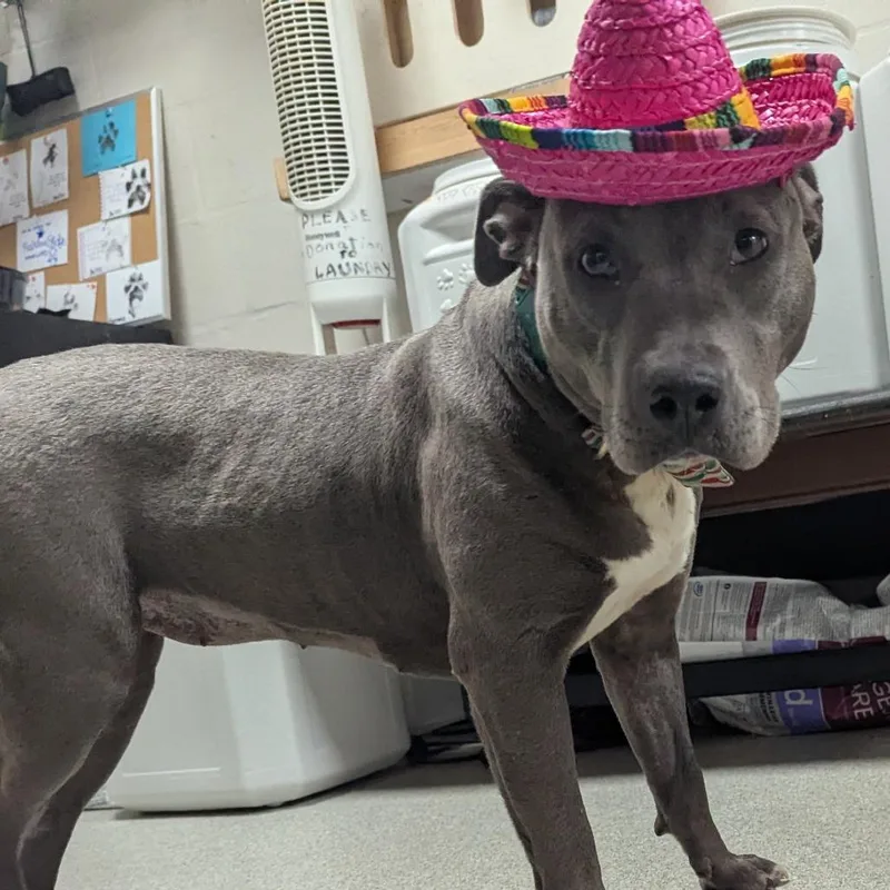 A young medium-sized female Gray / Blue / Silver Mixed Breed dog named Sprite for adoption in Gainesville, FL