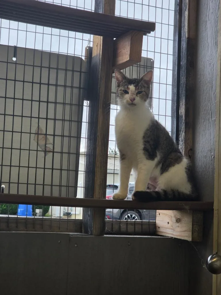 An adult medium-sized female Domestic Short Hair cat named Denver for adoption in Athens, AL