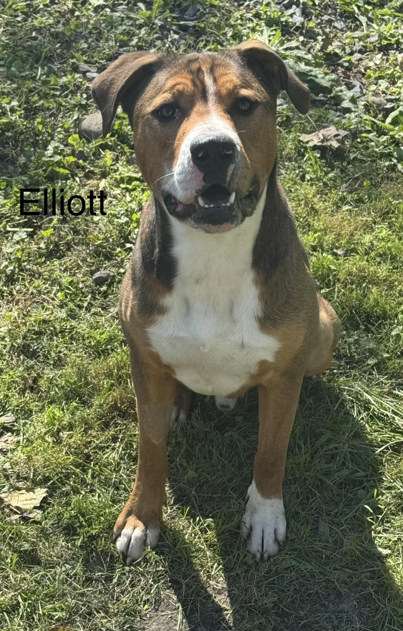 A young large-sized male Tricolor (Brown, Black, & White) Terrier dog named Elliott for adoption in Ulster, PA