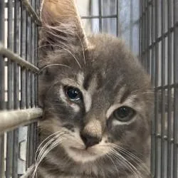 A baby medium-sized male Domestic Short Hair cat named Dusty for adoption in Brenham, TX