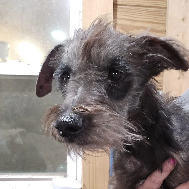 A young small-sized male Gray / Blue / Silver Miniature Schnauzer dog named Carson for adoption in Athens, AL