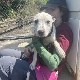 A baby medium-sized female Pit Bull Terrier dog named Loretta for adoption in Philadelphia, PA