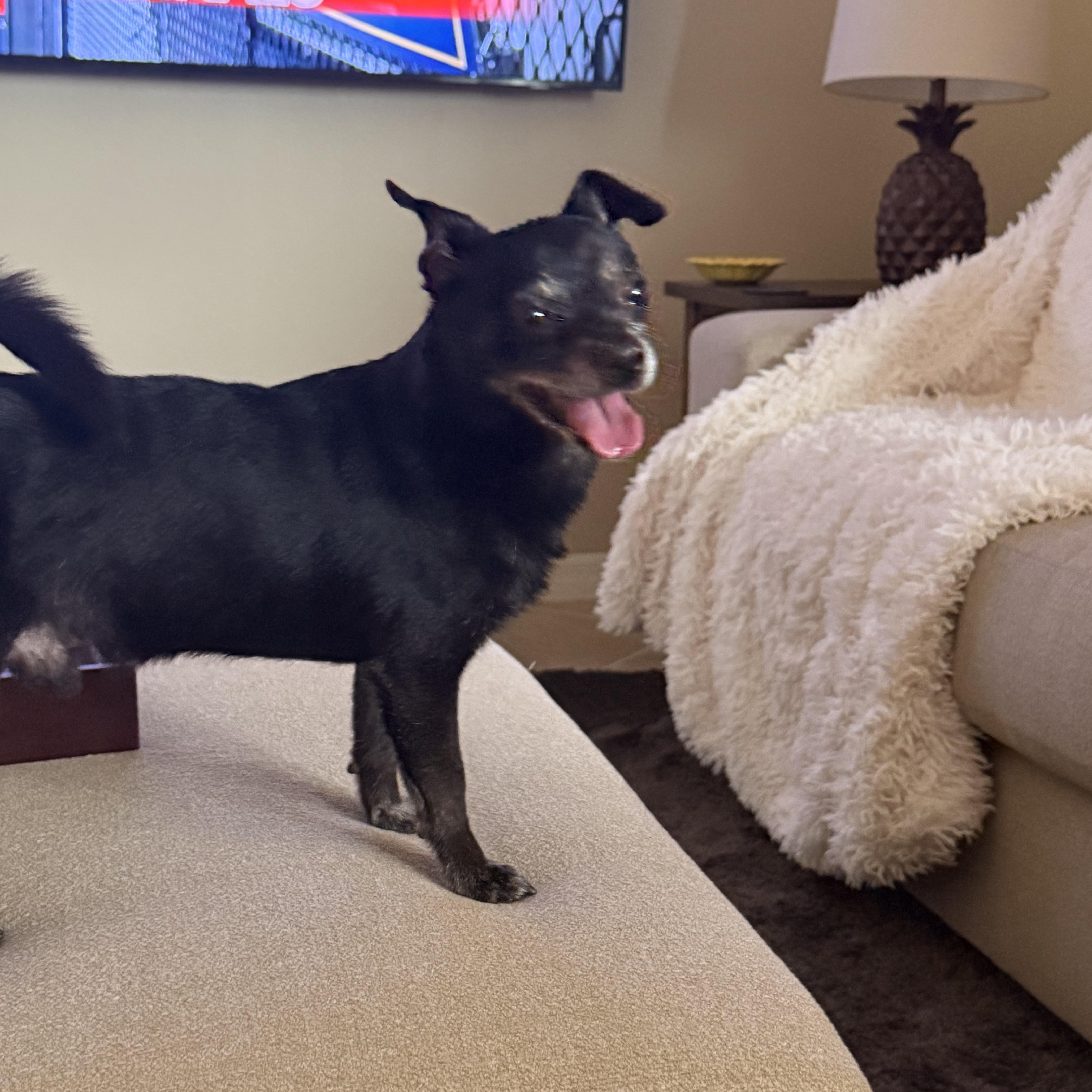 An adult small-sized male Chihuahua dog named The Duke Of Venice for adoption in Bradenton, FL