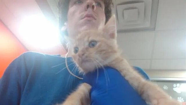 A baby small-sized female Domestic Short Hair cat named Finn for adoption in Louisville, KY