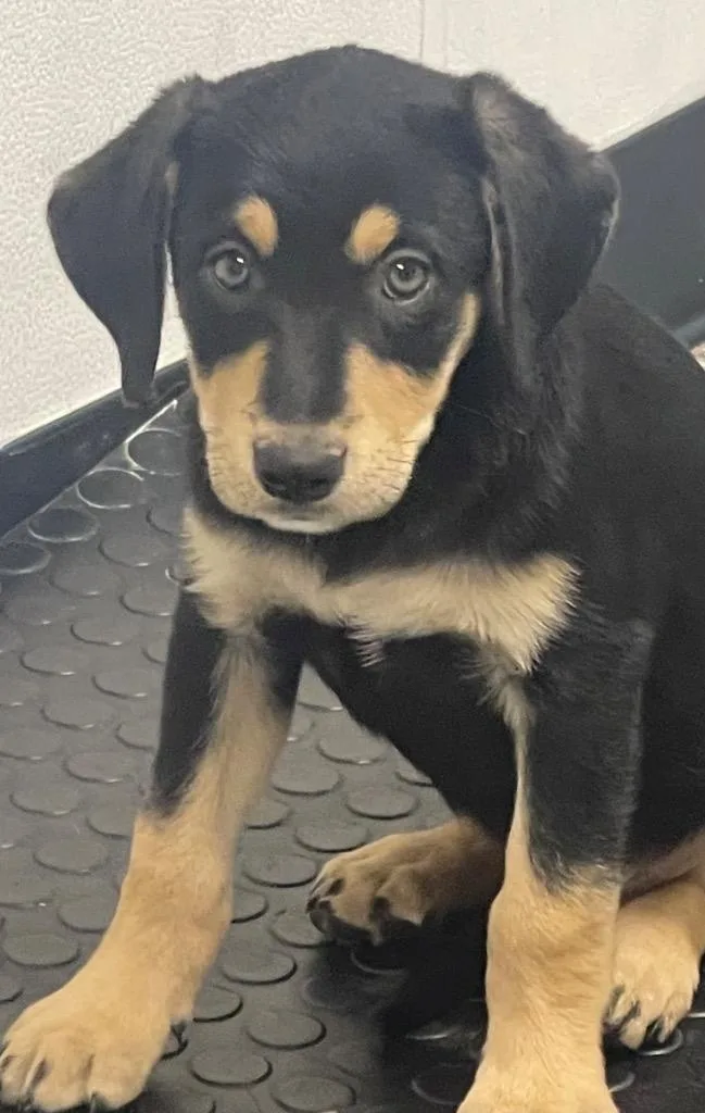A baby medium-sized male Pointer dog named Ethan for adoption in Seven Points, TX