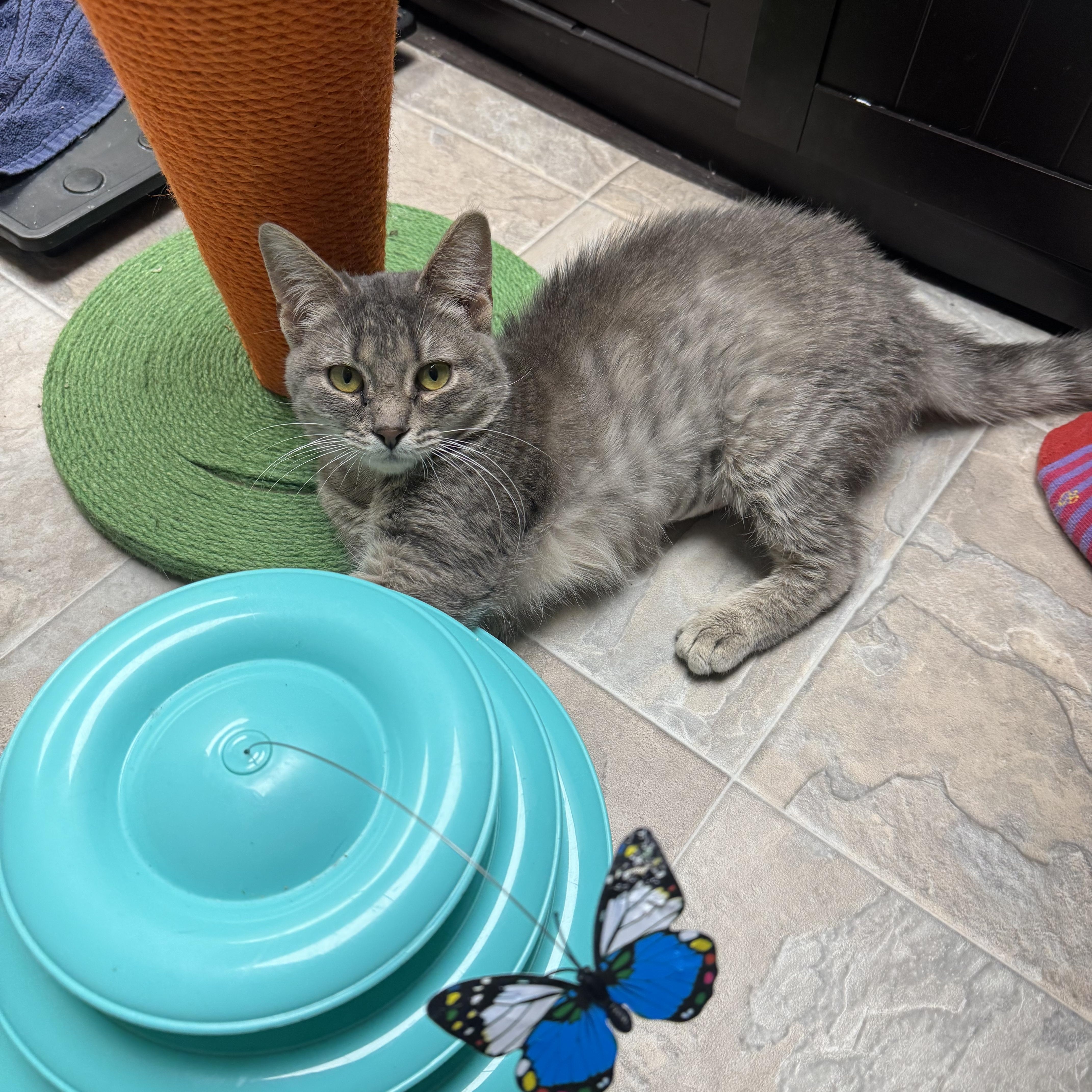 Tippy Toes thumbnail 2