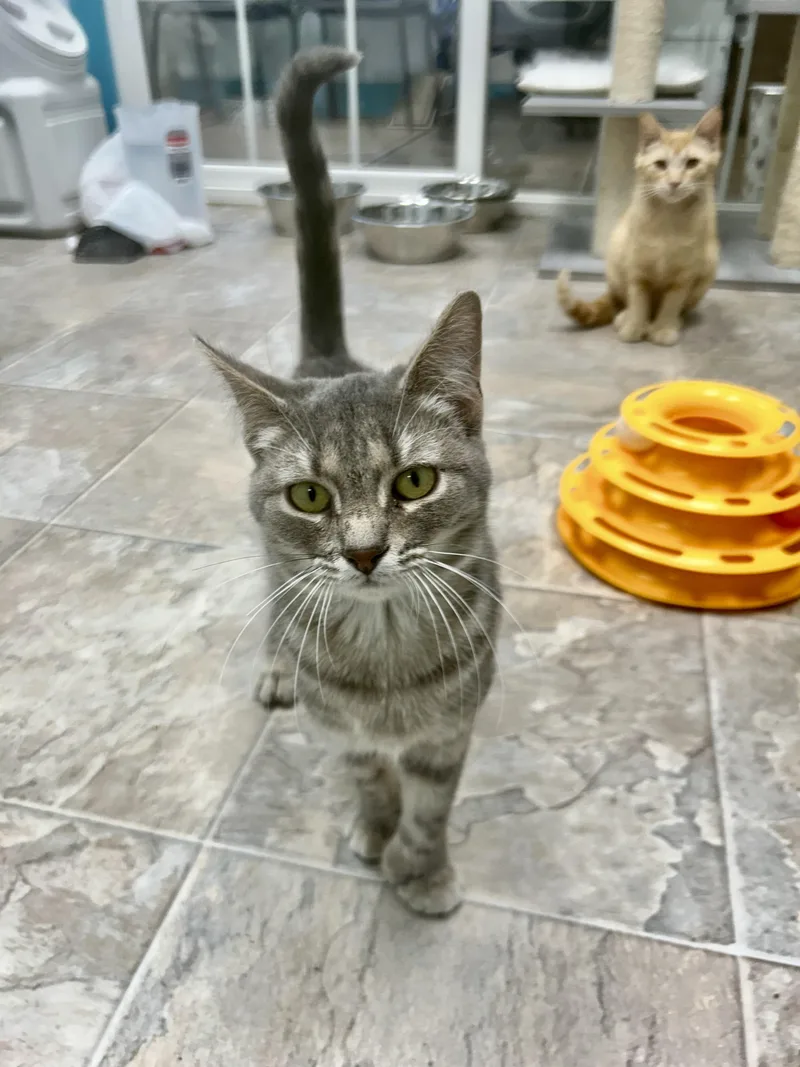 Tippy Toes thumbnail 3