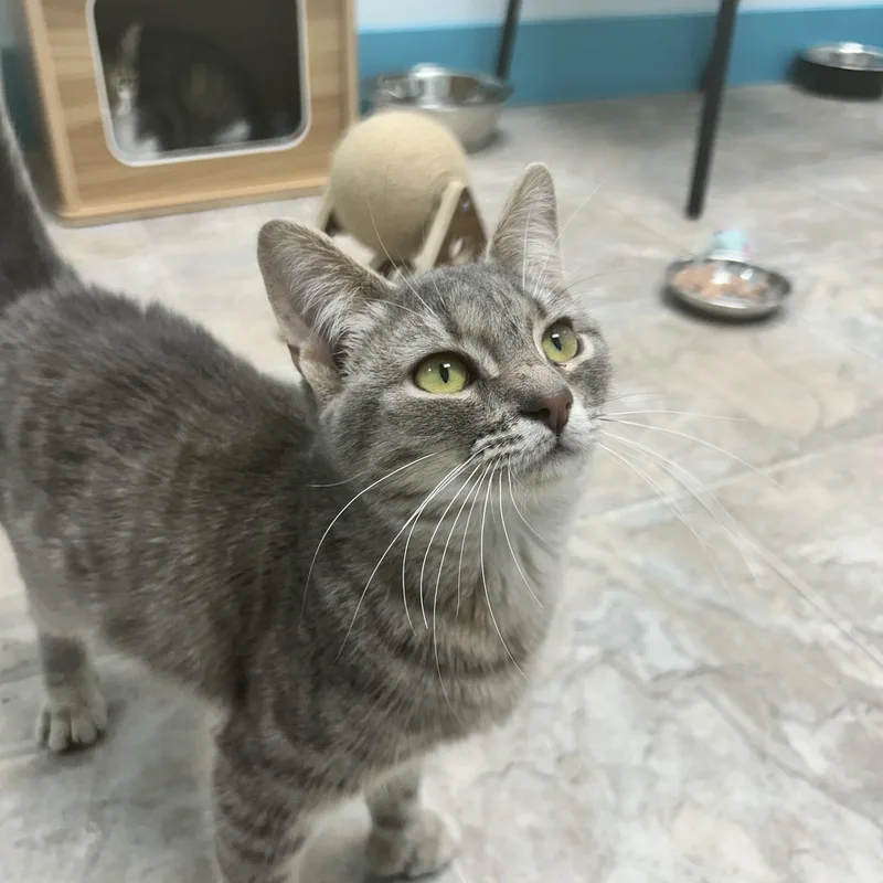 Tippy Toes thumbnail 4