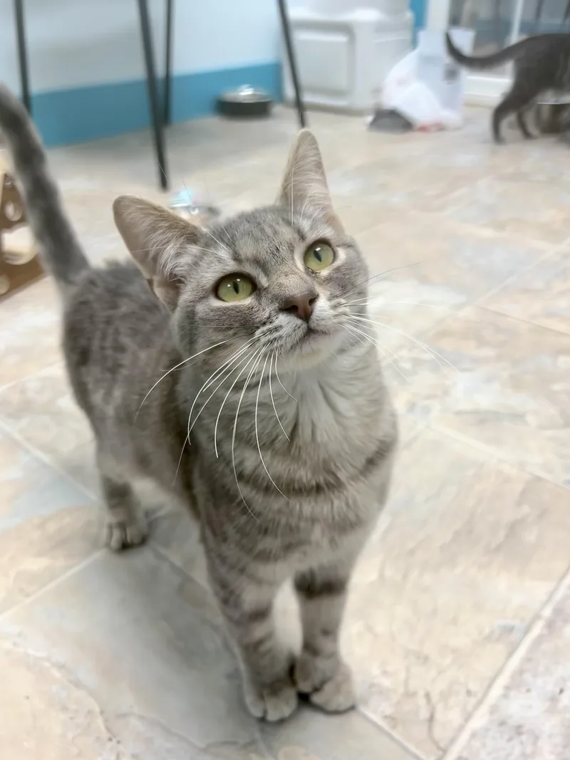 Tippy Toes thumbnail 5