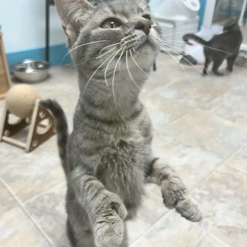 Tippy Toes thumbnail 6