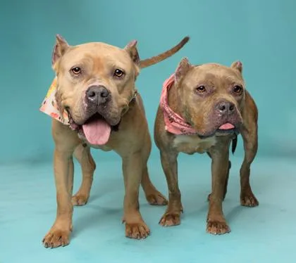 An adult large-sized female Mixed Breed dog named Copy Heart for adoption in Atlanta, GA