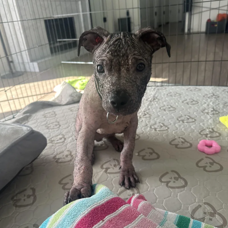 A young medium-sized male Mixed Breed dog named Marvin for adoption in Charlotte, NC