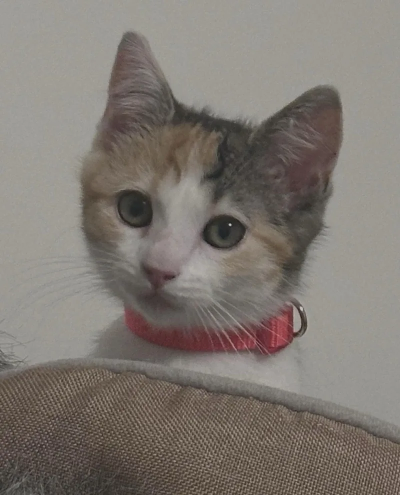 A baby small-sized female Domestic Short Hair cat named Nancy for adoption in South Pasadena, CA