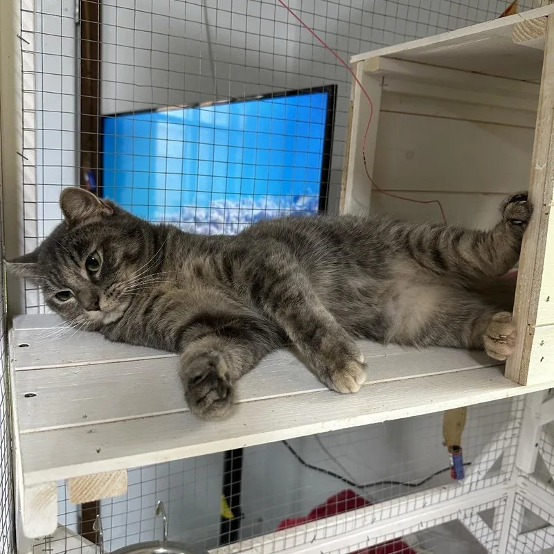 An adult small-sized female Calico Domestic Short Hair cat named Aurora for adoption in Nokesville, VA