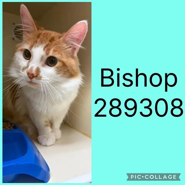 A young large-sized male Domestic Medium Hair cat named Bishop for adoption in Macon, GA