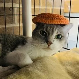 A senior medium-sized female Gray / Blue / Silver Domestic Short Hair cat named Gracie Mae C for adoption in Minnetonka, MN