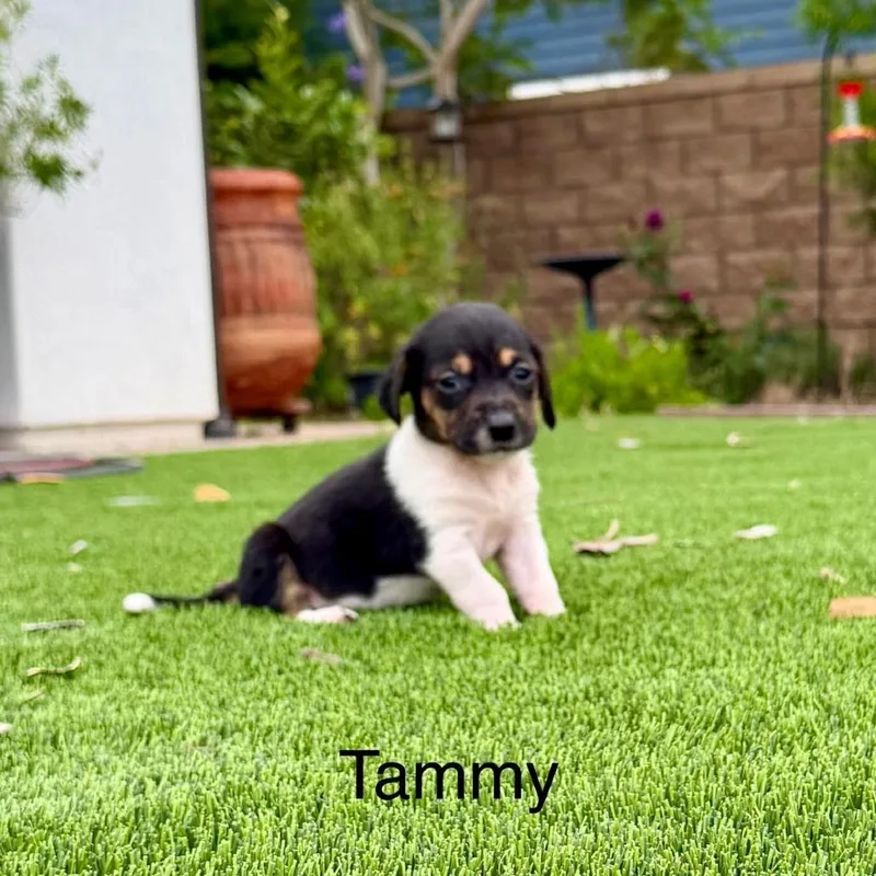 Tammy