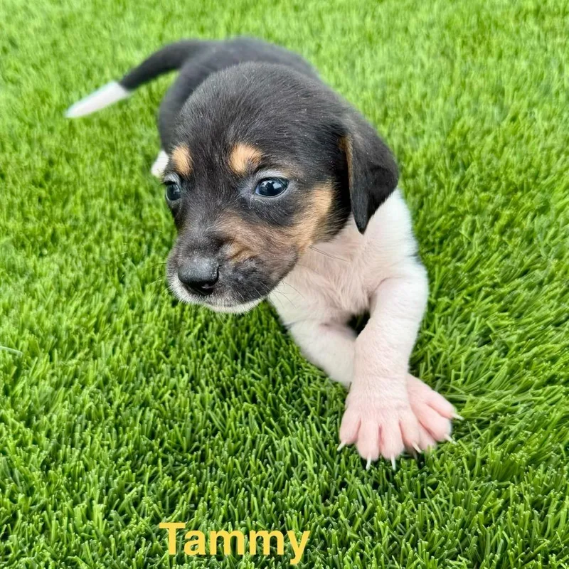 Tammy thumbnail 2