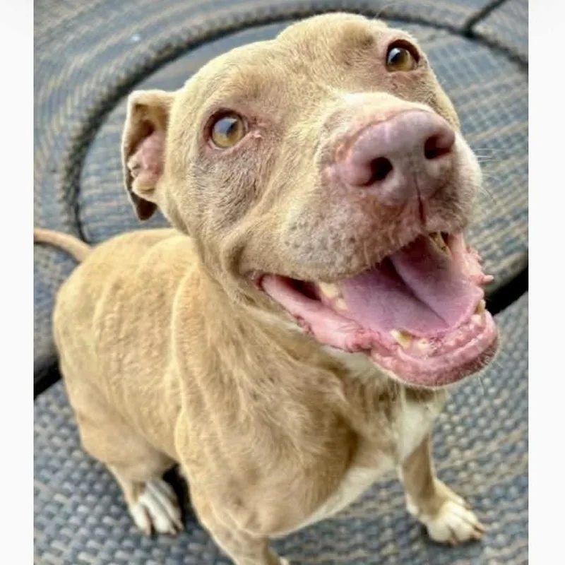 A young medium-sized female Apricot / Beige Mixed Breed dog named Honey Bun for adoption in Tunica, MS
