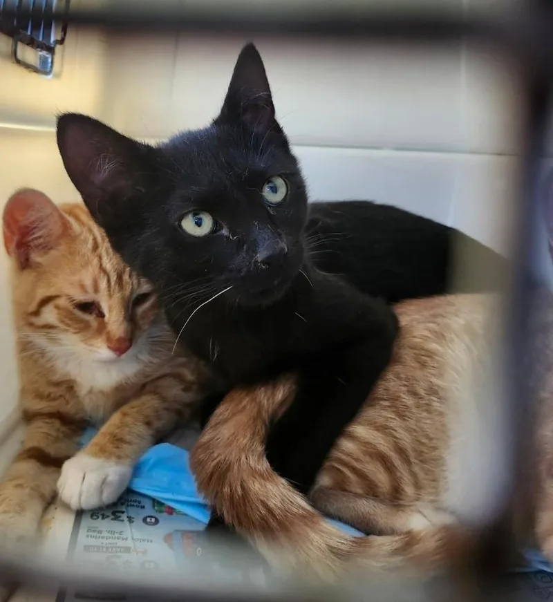 A baby medium-sized male Black Domestic Short Hair cat named Pepsi Cola for adoption in East Brunswick, NJ