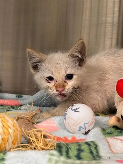 A baby small-sized male Siamese cat named Gallagher for adoption in Tustin, CA