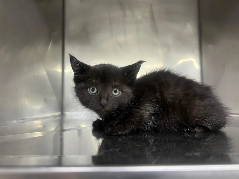 A baby small-sized female Domestic Short Hair cat named Georgie for adoption in Murray, KY