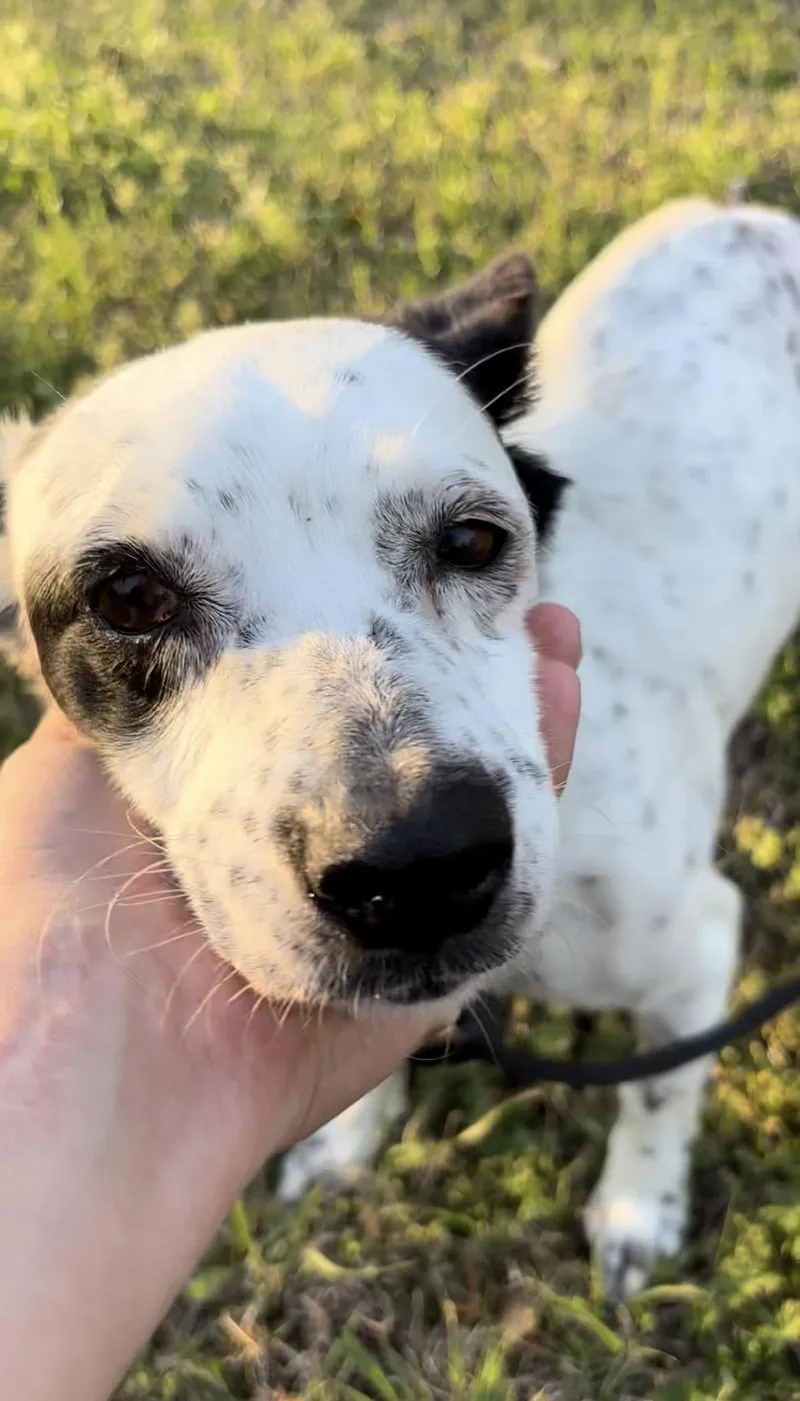 An adult small-sized female White / Cream Chihuahua dog named Eileen for adoption in Athens, TX