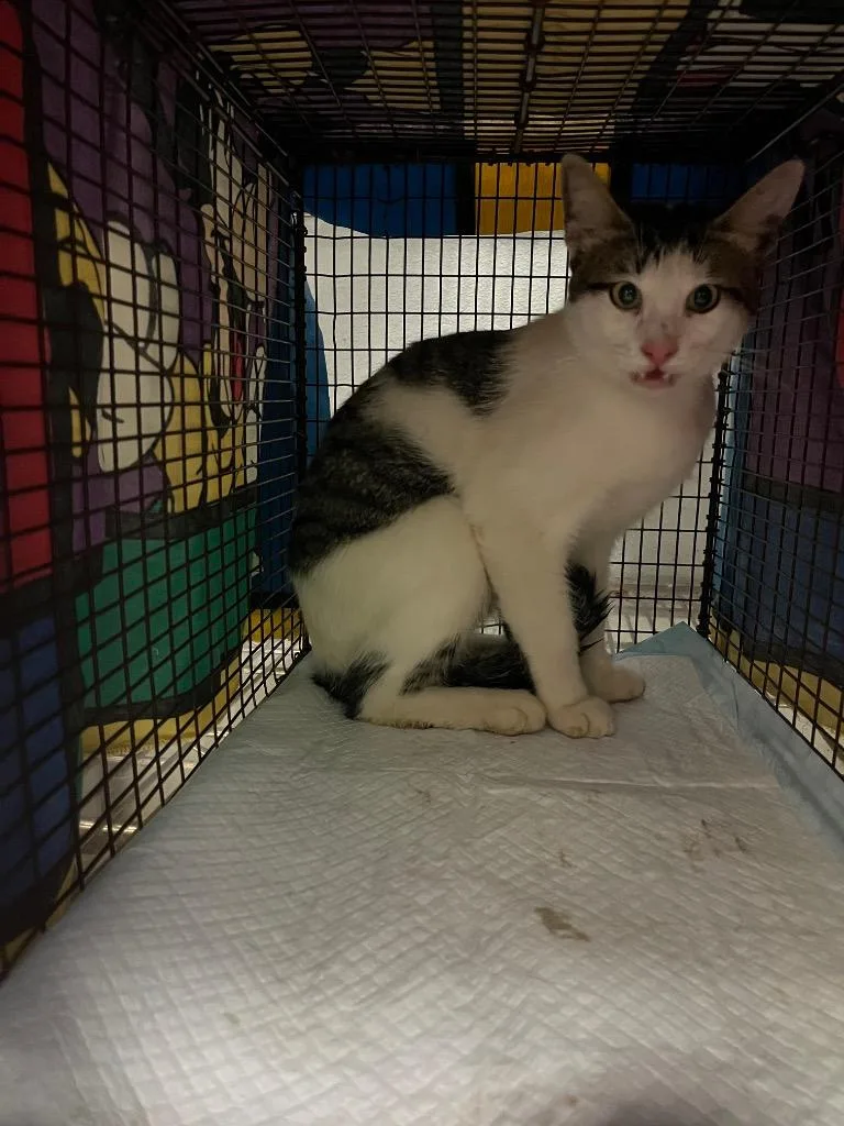 A young medium-sized male Domestic Short Hair cat named Perez Feral for adoption in New Braunfels, TX