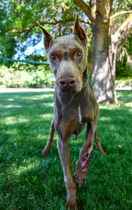 An adult large-sized male Doberman Pinscher dog named Butch for adoption in Yakima, WA