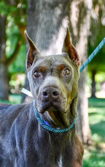 Butch thumbnail 2
