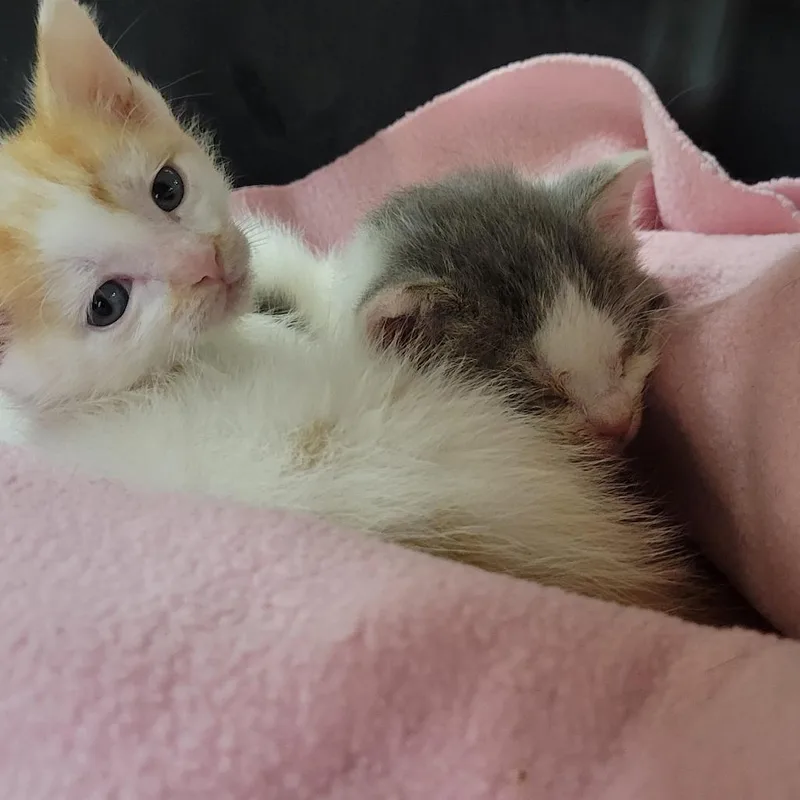 A baby small-sized male White Domestic Short Hair cat named Bert for adoption in Milan, IL