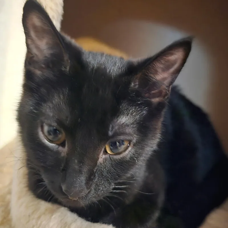 A baby medium-sized female Black Domestic Short Hair cat named Kovu for adoption in Ellensburg, WA