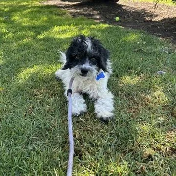An adult small-sized female White / Cream Poodle dog named Reign  Costa Mesa for adoption in Chino Hills, CA