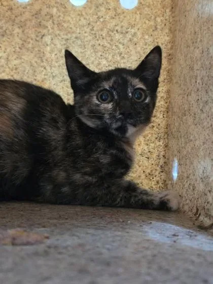 A baby medium-sized female Domestic Short Hair cat named Swirls for adoption in Houston, TX