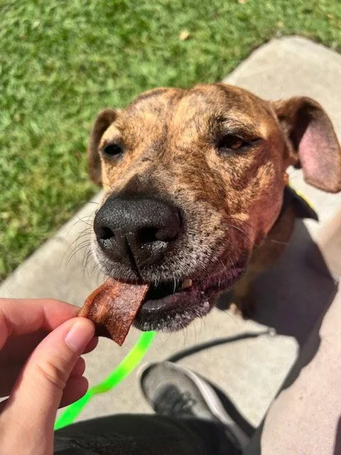 An adult medium-sized female Pit Bull Terrier dog named Coco for adoption in Elk Grove, CA
