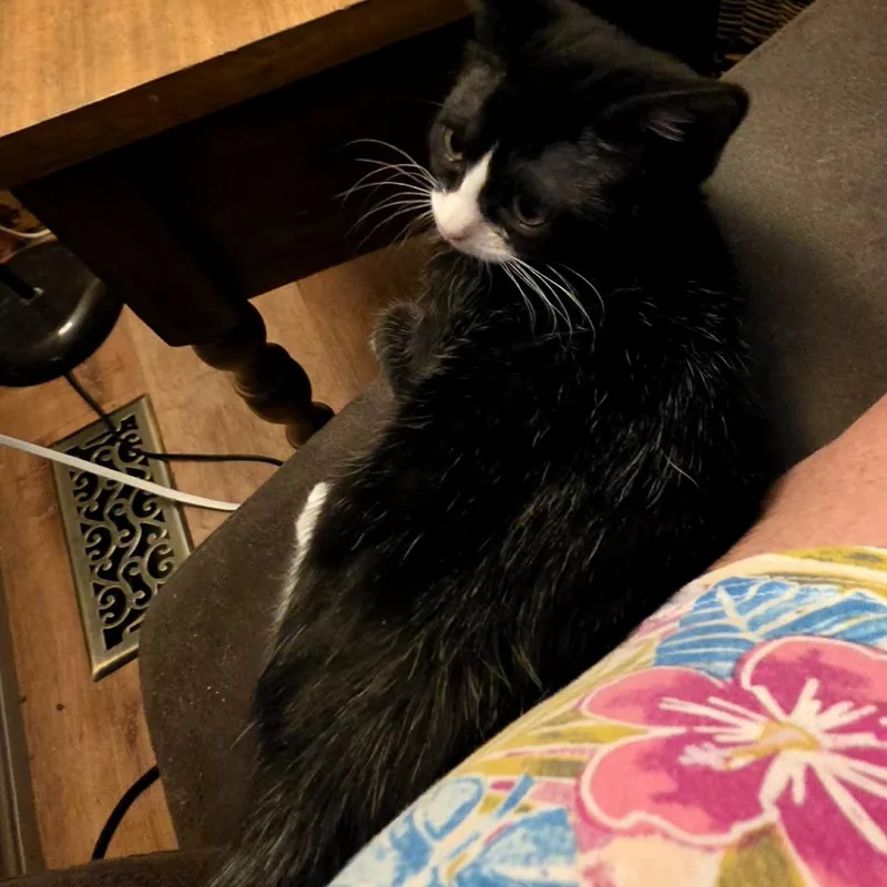 A baby small-sized female Black Domestic Short Hair cat named Clover for adoption in Grantsville, UT