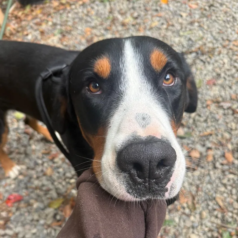 An adult large-sized male Black Greater Swiss Mountain Dog dog named Sheriff for adoption in West Chester, PA