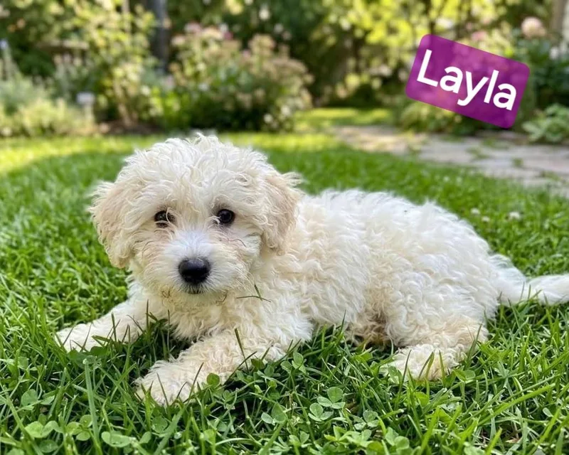 A baby small-sized female White / Cream Havanese dog named Layla for adoption in Wheelersburg, OH
