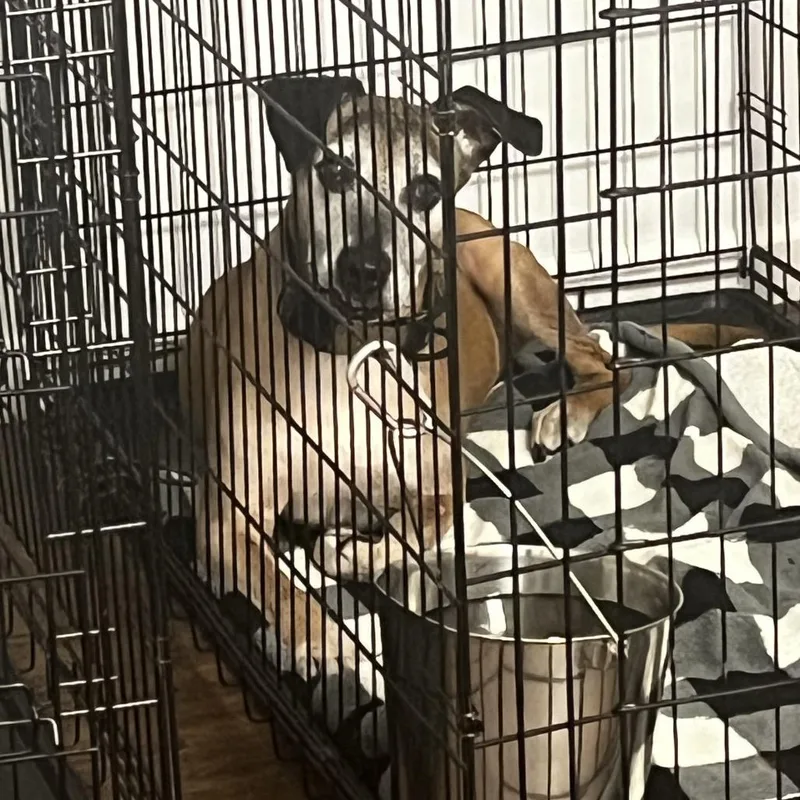 A senior small-sized male Gray / Blue / Silver Terrier dog named Bentlei for adoption in St. Louis, MO