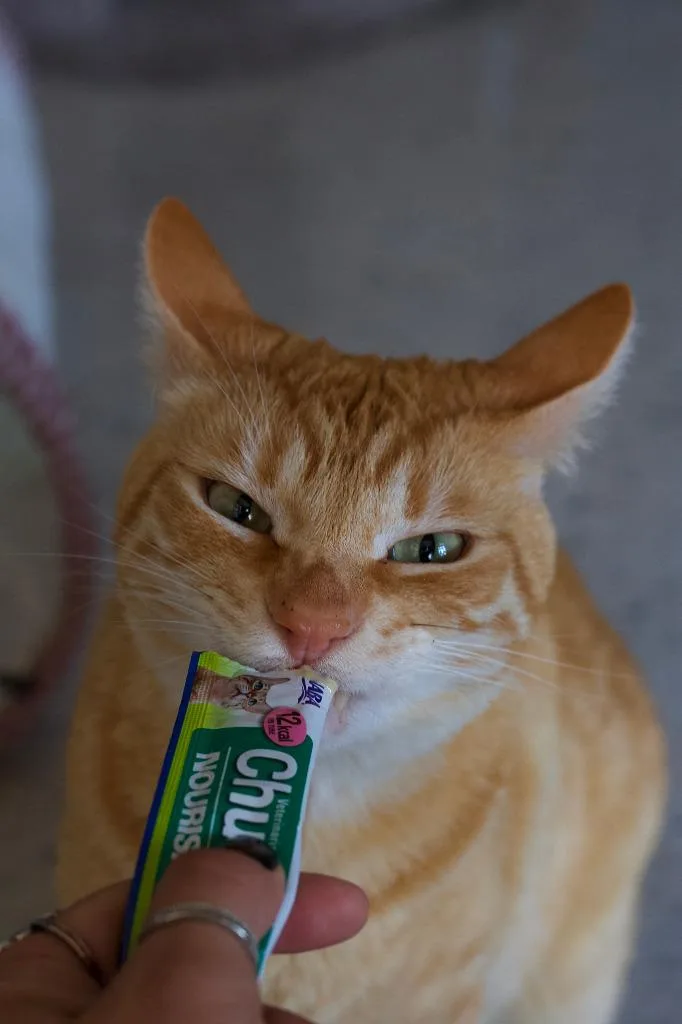 An adult large-sized male Domestic Short Hair cat named Nigel for adoption in Coupeville, WA