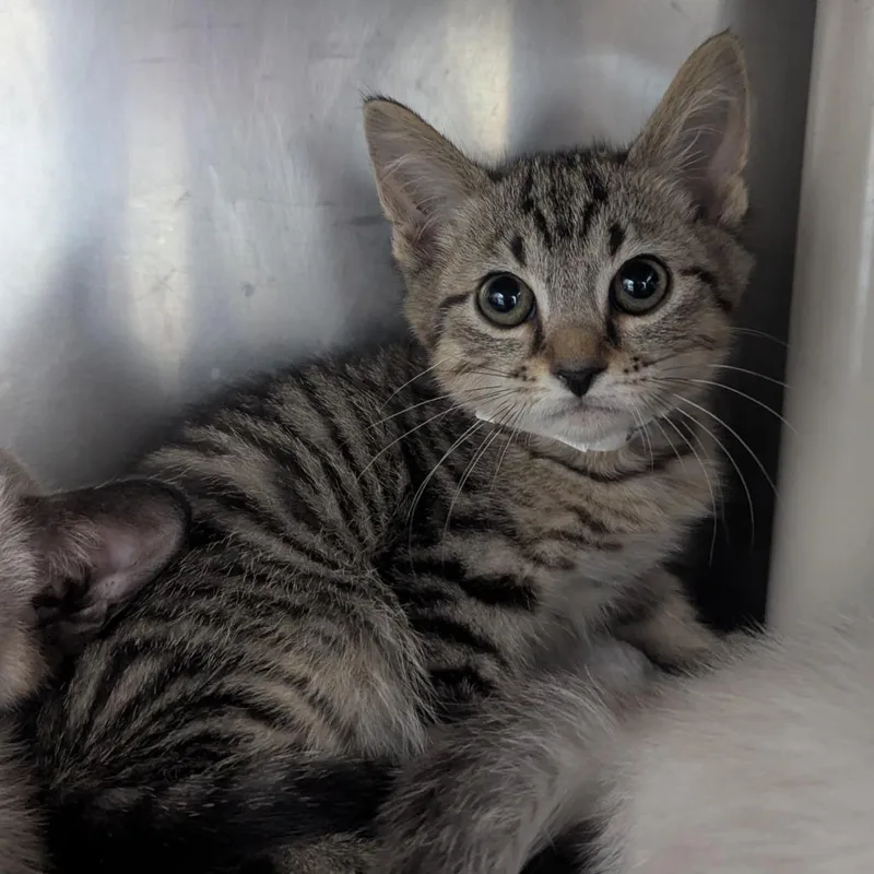 A baby small-sized male Brown / Chocolate Domestic Short Hair cat named Petronas for adoption in Evansville, IN
