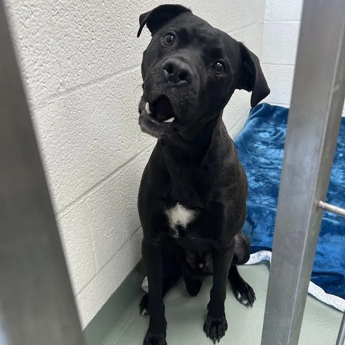 An adult small-sized male Black Pit Bull Terrier dog named "loki" for adoption in Lyndhurst, VA